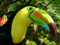 /album/tucano/tucano-1-jpg/